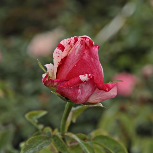 Rosa  Papageno™ - růžová - bílá - Stromkové růže, květy kvetou ve skupinkách - stromková růže s keřovitým tvarem koruny
